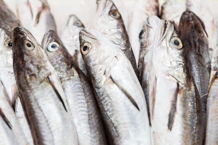 Josep M Rovirosa NASELLO ANISAKIS