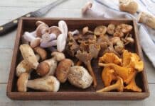 Mamma e figlia morte per intossicazione alimentare: i sospetti su vongole e funghi