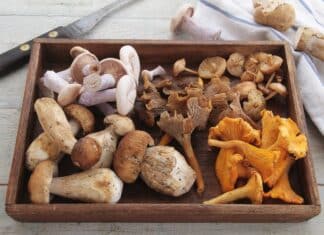 Mamma e figlia morte per intossicazione alimentare: i sospetti su vongole e funghi