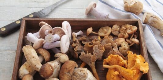Mamma e figlia morte per intossicazione alimentare: i sospetti su vongole e funghi