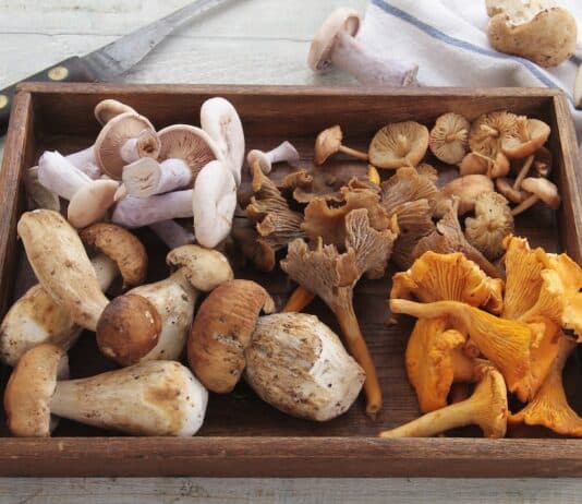 Mamma e figlia morte per intossicazione alimentare: i sospetti su vongole e funghi