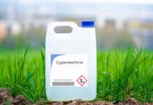 Pesticidi, Corte Ue: “Bruxelles ha riapprovato la Cipermetrina senza prove di sicurezza” PESTICIDI CIPERMETRINA