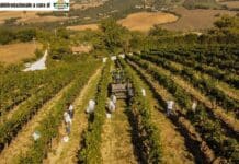 Vino sostenibile: le otto etichette di Terre de la Custodia ottengono il riconoscimento VIVA del Ministero dell’Ambiente