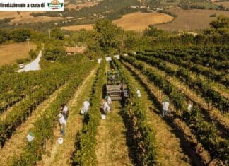 Vino sostenibile: le otto etichette di Terre de la Custodia ottengono il riconoscimento VIVA del Ministero dell’Ambiente