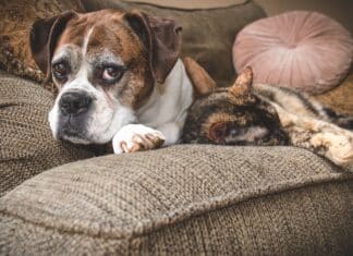 Cane anziano (e gatto anziano): come aiutarlo a vivere meglio cane anziano