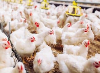 Si apre il processo a Giovanni Fileni per molestie olfattive negli allevamenti marchigiani allevamenti fileni