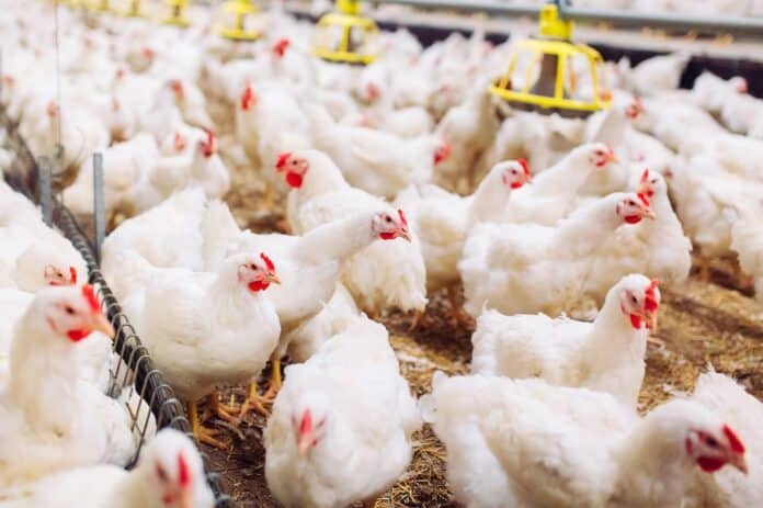 Indoors chicken farm, chicken feeding allevamenti fileni