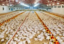 Fileni nelle Marche: una lunga storia tra proteste, indagini e proteste dei residenti fileni