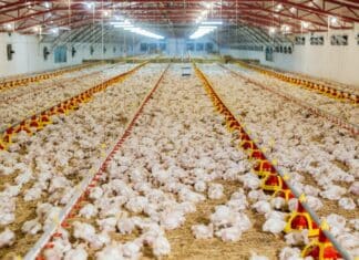 Fileni nelle Marche: una lunga storia di indagini e proteste dei residenti fileni