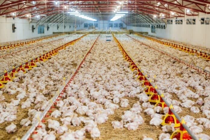 indoor poultry farm. chicken farm fileni