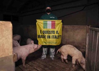 Allevamenti intensivi, nuova denuncia di Greenpeace: suini in condizioni terribili GREENPEACE ALLEVAMENTO