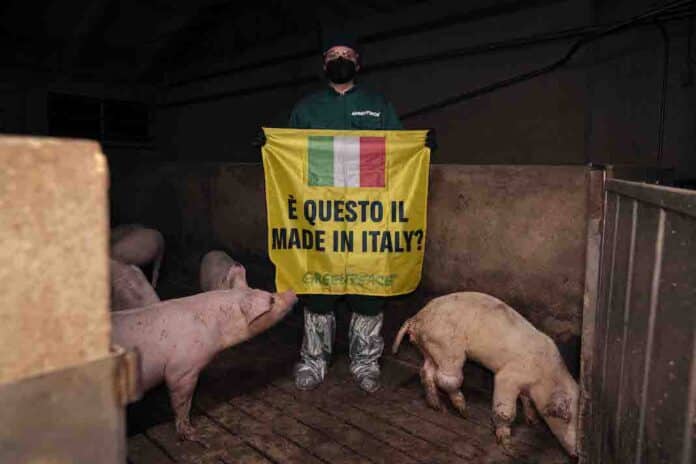 GREENPEACE ALLEVAMENTO Allev_Cascone_6 GREENPEACE ALLEVAMENTO