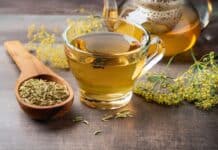 Finocchio sotto osservazione: allarme Ue per l’estragolo nelle tisane FINOCCHIO