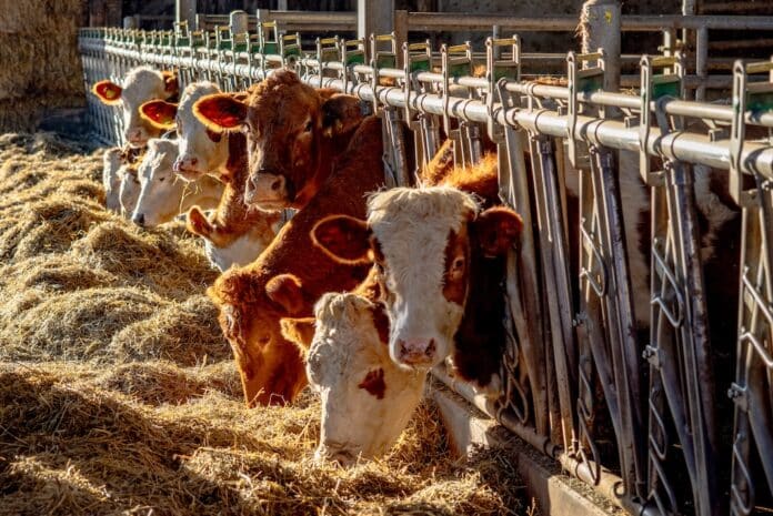 Kühe im Stall PIRAMIDE ALIMENTARE