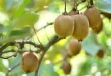 L’Italia autorizza sulle coltivazioni di Kiwi, il pesticida tossico Dormex kiwi