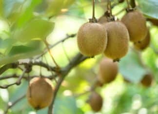 L’Italia autorizza sulle coltivazioni di Kiwi il pesticida tossico Dormex kiwi