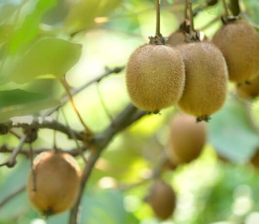L’Italia autorizza sulle coltivazioni di Kiwi, il pesticida tossico Dormex kiwi