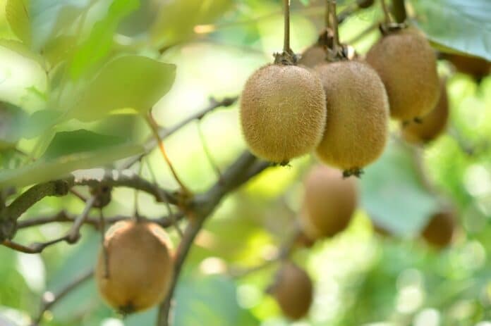 AdobeStock_145527002 kiwi