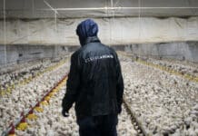 BENESSERE ANIMALE ESSERE ANIMALI