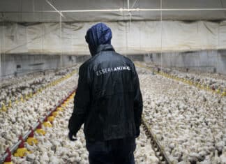 Benessere animale dei polli in Italia: Kfc, Autogrill e McDonald’s tra le peggiori in Europa BENESSERE ANIMALE ESSERE ANIMALI