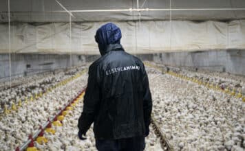 BENESSERE ANIMALE ESSERE ANIMALI