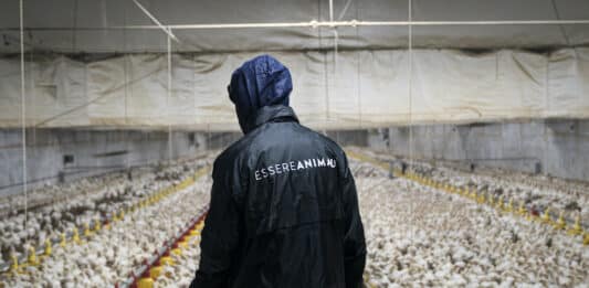 Benessere animale dei polli in Italia: Kfc, Autogrill e McDonald’s tra le peggiori in Europa BENESSERE ANIMALE ESSERE ANIMALI