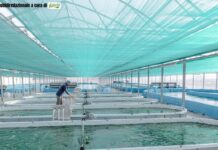 Spirulina: Il superfood sostenibile per la salute e il pianeta