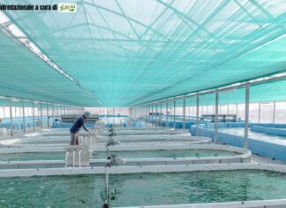 Spirulina: Il superfood sostenibile per la salute e il pianeta