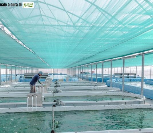 Spirulina: Il superfood sostenibile per la salute e il pianeta