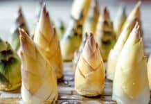 Germogli di bambù superfood? Cosa dice davvero lo studio dell’Anglia Ruskin University GERMOGLI DI BAMBU'