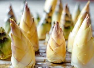 Germogli di bambù superfood? Cosa dice davvero lo studio dell’Anglia Ruskin University GERMOGLI DI BAMBU'