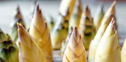 Germogli di bambù superfood? Cosa dice davvero lo studio dell’Anglia Ruskin University GERMOGLI DI BAMBU'