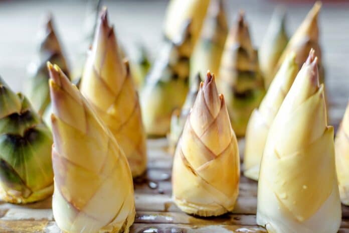 Fresh bamboo shoot on wooden plate GERMOGLI DI BAMBU'