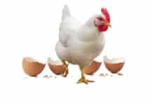 Uova e mangimi contaminati: così i gusci d’uovo hanno alimentato la più grande epidemia di salmonella nei Paesi Bassi SALMONELLA UOVA