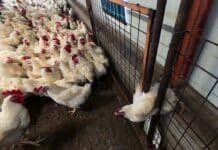 Polli maltrattati, le immagini shock di Report nell’allevamento della filiera Aia polli