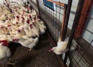 Polli maltrattati, le immagini shock di Report nell’allevamento della filiera Aia polli