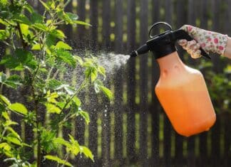 “Biocontrollo”, cosa c’è dietro la strana alleanza tra Federbio e Agrofarma biocontrollo