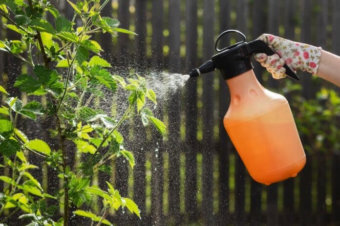 Blackberry Spraying for Aphids and Disease. Spray Blackberries from Pests and Fungal Diseases. Blackberry Plant Care - Pest and Disease Prevention. biocontrollo