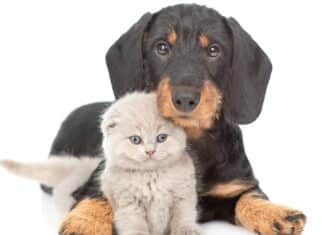 Dove è nascosto il pericolo permetrina per i gatti permetrina