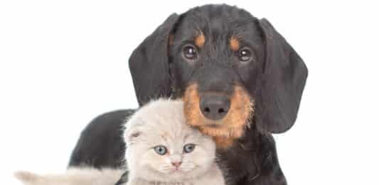 Dove è nascosto il pericolo permetrina per i gatti permetrina