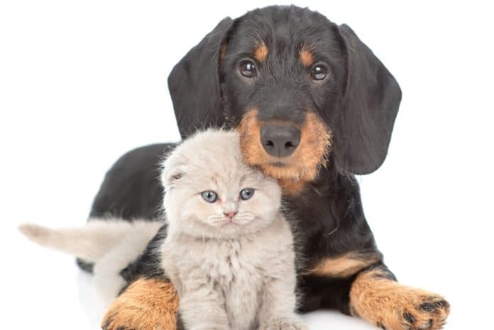 Cute dachshund puppy embracing tiny gray kitten. Isolated on white background permetrina