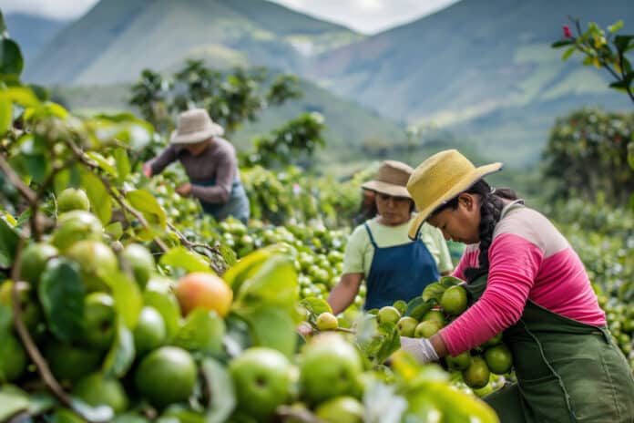 PESTICIDI CANCRO Female farm workers are harvesting ripe guavas on a sunny plantation in the mountains of south america PESTICIDI CANCRO