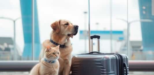 Cani e gatti: dal passaporto al vaccino anti-rabbia, nuovi obblighi per viaggiare nella Ue CANI GATTI VIAGGIARE UE