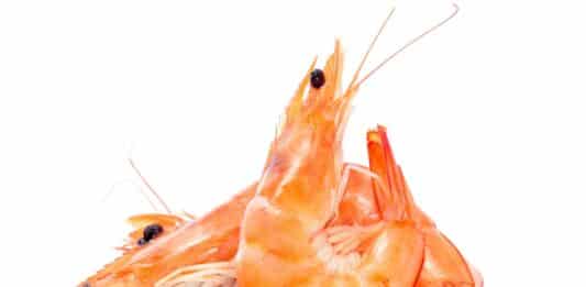 Gamberi d’allevamento, ancora antibiotici nei piatti europei GAMBERI