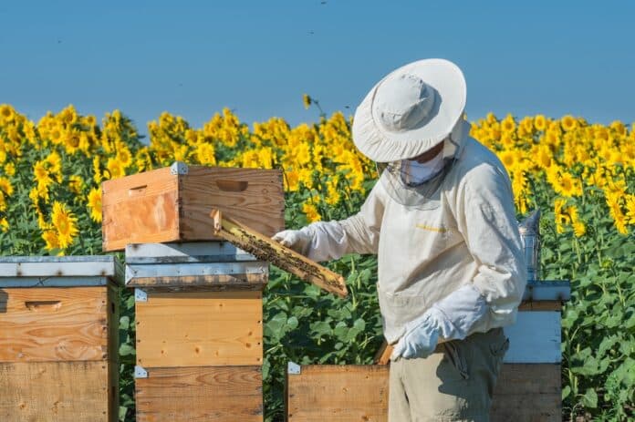 Beekeeper working OMNIBUS ALIMENTI E MANGIMI