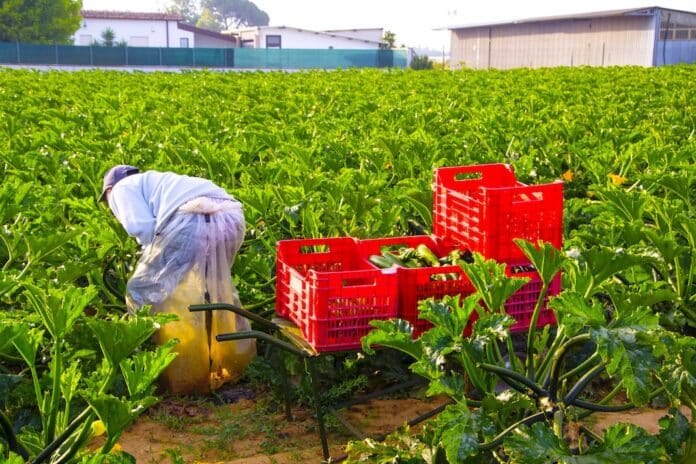 bracciante in un campo di zucchine in Italia caporalato
