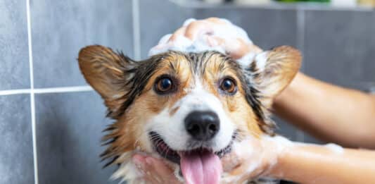 Shampoo per animali: un pieno di conservanti e allergeni, con etichette poco trasparenti