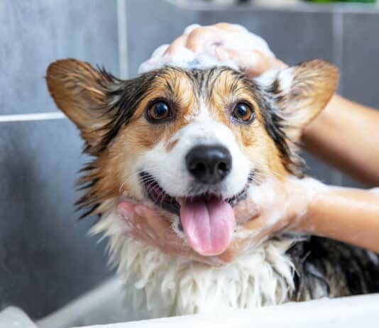 Shampoo per animali: un pieno di conservanti e allergeni, con etichette poco trasparenti