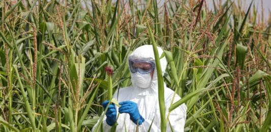 Dove si trovano i campi sperimentali di nuovi Ogm in Italia? Impossibile saperlo ogm
