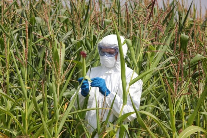gmo - profesional in coveralls examining corn cob on field ogm